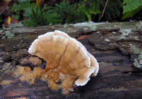 M. tremellosus – A fan-shaped cap is zonate and has a ragged white margin.